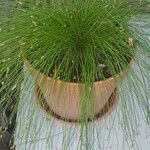 Isolepis cernua Yaprak