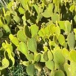 Opuntia microdasys Агульны выгляд