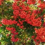 Pyracantha crenulataPlod