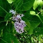 Syringa villosa Blüte