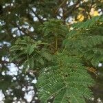 Albizia harveyi Лист