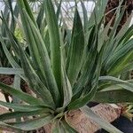 Dracaena draco Folha