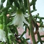 Rhipsalis cereuscula Flor
