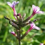 Plumbago europaea Flor