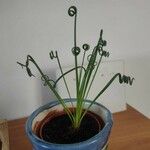 Albuca spiralis Folha