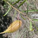 Gomphocarpus fruticosus ഫലം