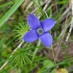 Gentianopsis ciliataFlor