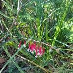 Epacris longiflora Flower