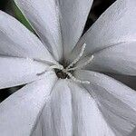 Plumbago auriculata Blomst
