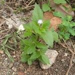 Praxelis clematidea Habit