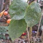 Malus × floribunda Feuille