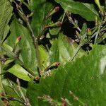 Ruellia stemonacanthoides برگ