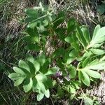 Hydrophyllum capitatum Habit