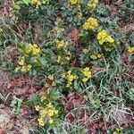 Mahonia aquifolium Habit