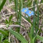 Myosotis asiatica Fiore