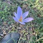 Crocus autumnalis Кветка