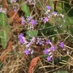 Limonium narbonense Blomst