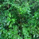 Casearia acuminata Листок