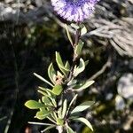 Globularia alypum ശീലം