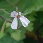 Pelargonium odoratissimum Flower