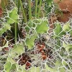 Euphorbia grandicornis Leaf