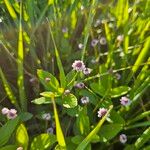 Phyla lanceolata Flor