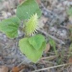 Xanthium strumariumBlüte