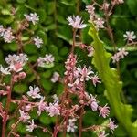 Saxifraga hirsuta Flor