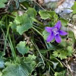 Campanula portenschlagiana