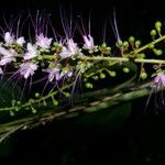 Hirtella racemosa Květ