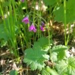 Primula matthioli Flower