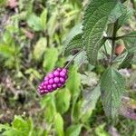 Lantana trifolia Fruit