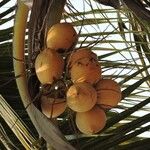 Cocos nuciferaফল