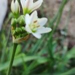 Nothoscordum gracile Blüte