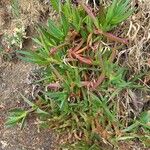 Carpobrotus edulisഇല