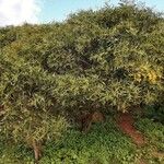 Acacia pycnantha Агульны выгляд