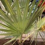 Washingtonia robusta 葉