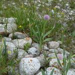 Allium platyspathum Habit