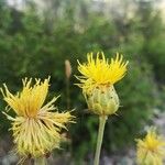 Centaurea rupestris 花