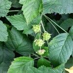 Rubus caesius Gyümölcs