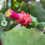 Opuntia cochenillifera Cvet