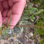 Silene bupleuroides Blatt