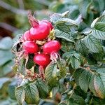 Rosa rugosa फल