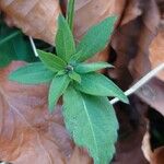 Centaurea nigrescens 叶