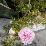 Portulaca grandiflora Flor