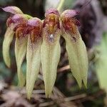 Bulbophyllum longiflorum Çiçek