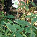 Silene stellata Habitus