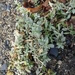 Cerastium tomentosum Hábito
