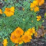 Tagetes tenuifolia Fula