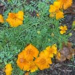 Tagetes tenuifoliaÇiçek